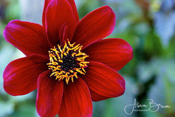 Red Flower