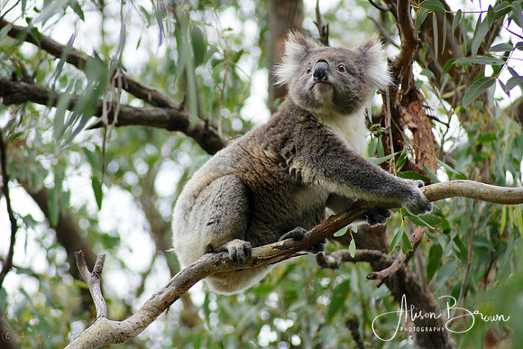 Koala along the Great Ocean Road