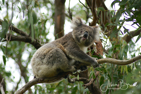 Koala along the Great Ocean Road