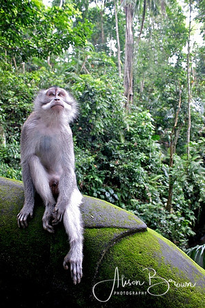 Ubud Monkey Forest