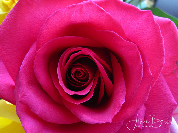 Pink Rose
