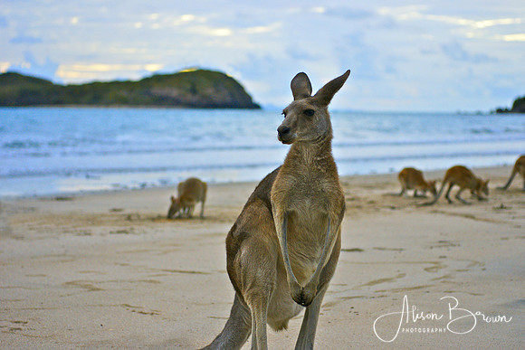 Kangaroos at Sunrise