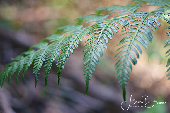 Forest Foliage