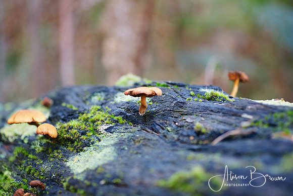 Forest Fungi