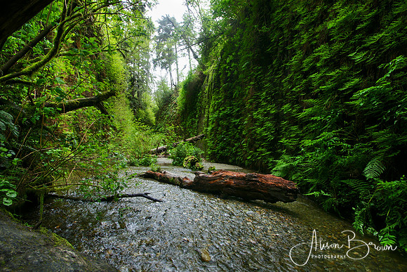 Prairie Creek, Fern Canyon