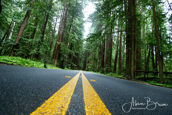Mendocino Roads