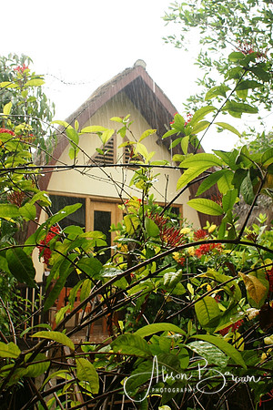 Tropical Rain