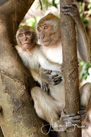 Two Monkeys in a Tree