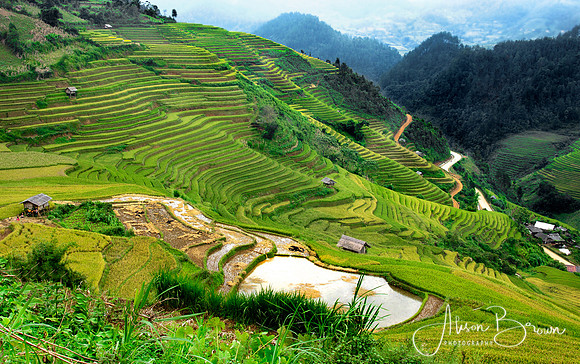 Mu Cang Chai