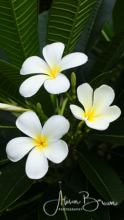Leelawadee Flower