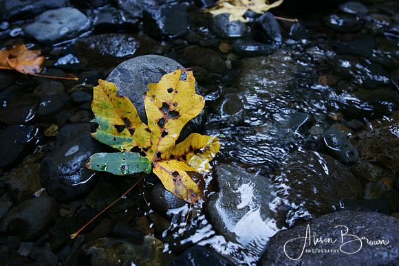 Autumn Leaves