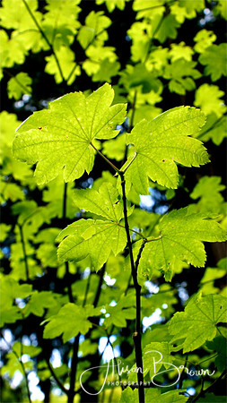 Leaves