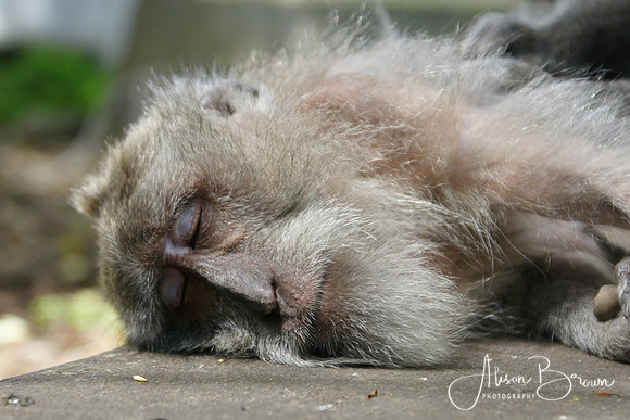 Sleeping Monkey