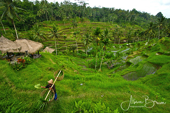 Rice Terraces near Ubud