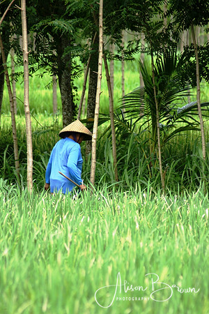 Working in the Rice Fields