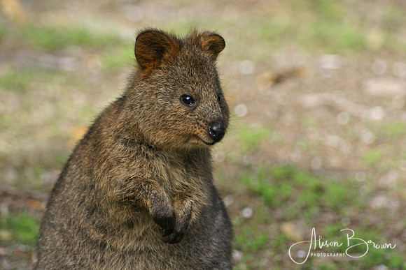 The Quokka