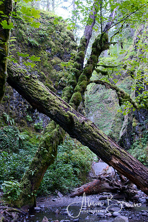 Oneata Gorge