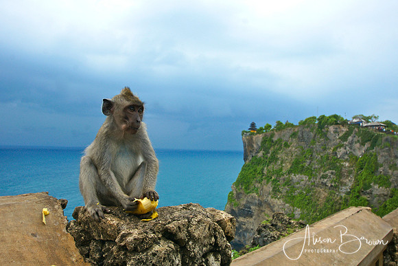 Monkey at Uluwatu