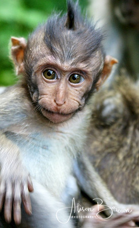 Baby Monkey