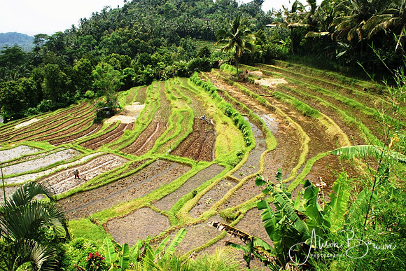 Balinese Rice Fields