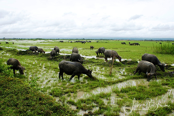 Water Buffalo