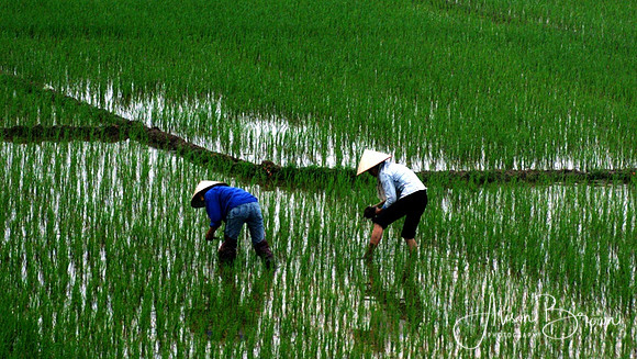 Working in the Rice Fields