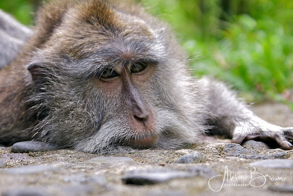 Grandfather Monkey