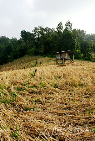 Fields of Northern Thailand