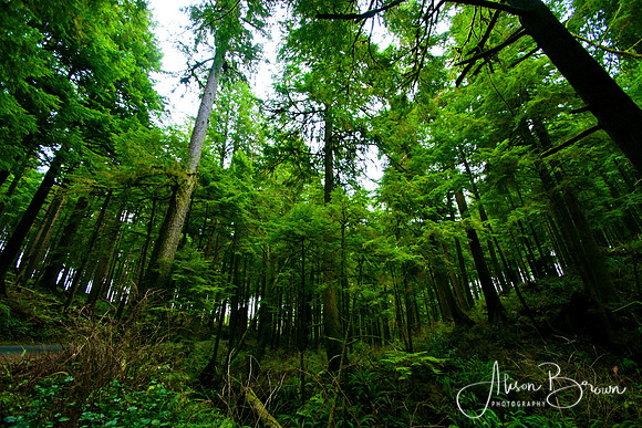 Lush Green Forest