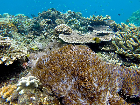Coral Reefs of Nusa Lembongan
