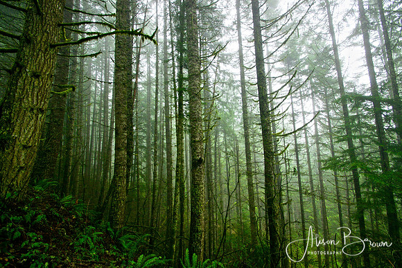 Misty Forest